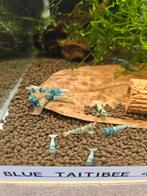 Caridina Blue Taitibee, Kreeft, Krab of Garnaal