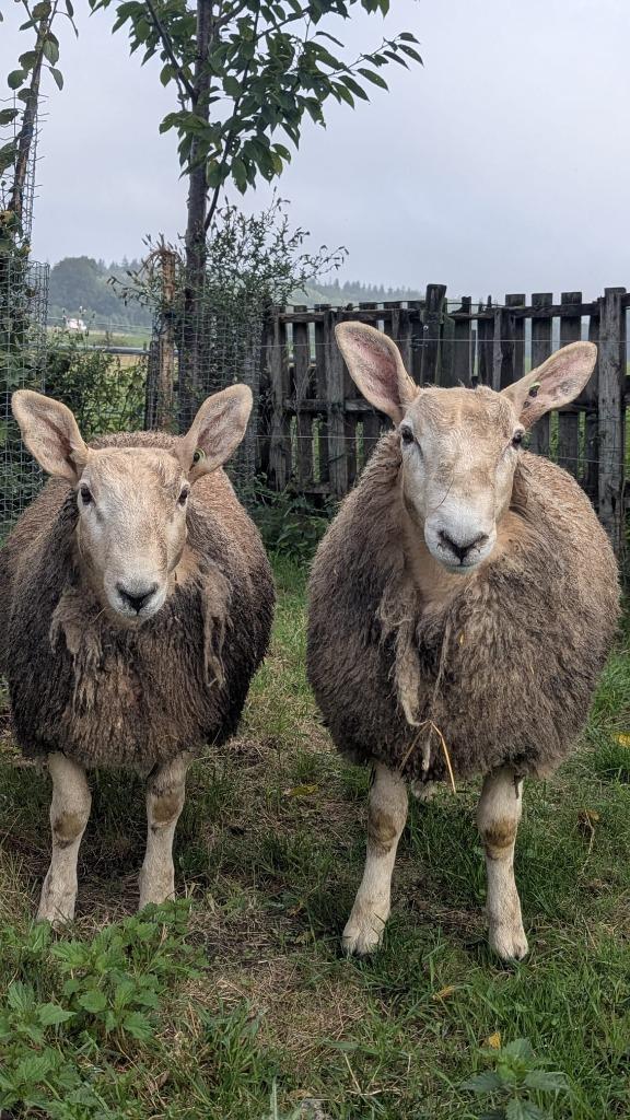 Kruising Border Leicester rammen, Dieren en Toebehoren, Schapen, Geiten en Varkens, Schaap, Mannelijk, 0 tot 2 jaar