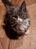 Prachtige Maine Coon XXL kittens LAATSTE TWEE POESJES, Dieren en Toebehoren, Meerdere dieren, Ontwormd