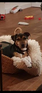 Oppas gezocht in de schoolvakanties voor Jack Russell!, Ophalen