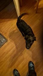 24 weken labrador, 15 weken tot 1 jaar, Reu, Labrador retriever, Eén hond