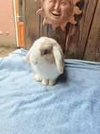 Te koop mooi getekende nhd blauwoog ram!, Mannelijk, Dwerg, Hangoor, 0 tot 2 jaar