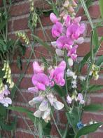 Lathyrus latifolius "Pearl Mix" zaden, Verzenden, Zaad