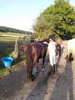 Verzorgpony gezocht omgeving Delft, Dieren en Toebehoren, Ophalen of Verzenden, Zo goed als nieuw