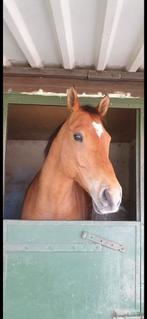 Gezocht super braaf paard, Dieren en Toebehoren, Paarden, Ruin, Recreatiepaard