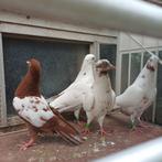 Sierduiven hoogvliegers., Meerdere dieren