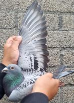 Postduif 100% Hermans-Ceusters., Dieren en Toebehoren, Vogels | Duiven, Mannelijk, Postduif