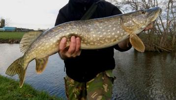 snoekstreamers met enkele (Tiger Barred) Magnum zonkerstaart beschikbaar voor biedingen