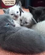 Prachtige Kittens Siamees x Oosterse Korthaar, Dieren en Toebehoren, Katten en Kittens | Raskatten | Korthaar, Meerdere dieren