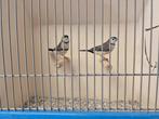 Verschillende koppels Bichenow Astrildes, Dieren en Toebehoren, Vogels | Overige Vogels, Meerdere dieren, Tropenvogel