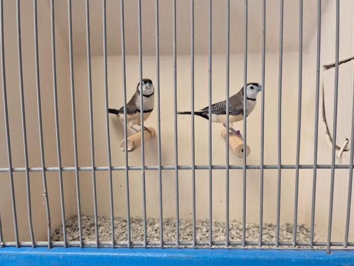 Verschillende koppels Bichenow Astrildes, Dieren en Toebehoren, Vogels | Overige Vogels, Tropenvogel, Meerdere dieren