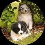 Pomeriaan - kruising pups zoeken een huisje vol liefde, Dieren en Toebehoren, Keeshond, CDV (hondenziekte), 8 tot 15 weken, Meerdere