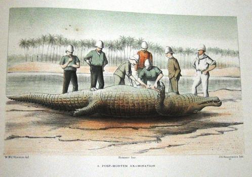 Sketches in the Soudan 1886 Verner Soedan Afrika, Antiek en Kunst, Antiek | Boeken en Bijbels, Ophalen of Verzenden