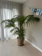 Kentiapalm XXL - Howea Forsteriana XXL, Huis en Inrichting, Kamerplanten, Ophalen, Palm, Halfschaduw, In pot