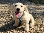 Kleine pup Addi is een vrolijk en lief mannetje, Dieren en Toebehoren, Honden | Niet-rashonden, Particulier, Rabiës (hondsdolheid)