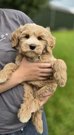 Australian Labradoodle reutje met Wala stamboom, Dieren en Toebehoren, CDV (hondenziekte), 8 tot 15 weken, Eén hond, Nederland