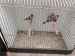 Majorputters, Meerdere dieren, Wildzangvogel, Geringd
