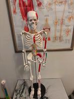 Anatomie Skelet Model, Ophalen of Verzenden, Nieuw, Overige onderwerpen, Onbekend