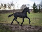 Gezocht tuig mentuig maat cob en full, Dieren en Toebehoren, Ophalen of Verzenden