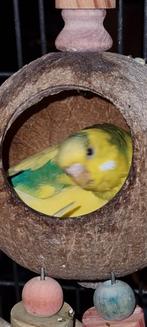 Grasparkiet, Dieren en Toebehoren, Geslacht onbekend, Parkiet, Tam