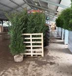 Taxus Baccata te koop, verschillende hoogtes beschikbaar, Tuin en Terras, Planten | Struiken en Hagen, Ophalen of Verzenden, Taxus