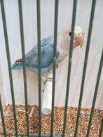 Prachtige piep jonge agapornis fisheri opaline pastel blauw, Dieren en Toebehoren, Vogels | Parkieten en Papegaaien, Vrouwelijk