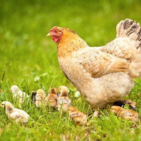 Last van bloedluis bij de kippen, Dieren en Toebehoren, Pluimvee, Kip, Vrouwelijk