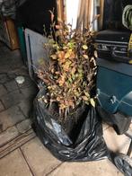 Fagus Sylvatica (Beuken), Ophalen, Vaste plant, Overige soorten, Volle zon