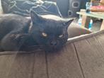 Britse korthaar zwarte kater Black Solid, Dieren en Toebehoren, Katten en Kittens | Raskatten | Korthaar, Gechipt, 0 tot 2 jaar