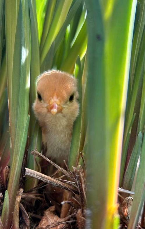 Bramha kuikentjes, Dieren en Toebehoren, Pluimvee, Kip, Geslacht onbekend