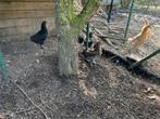 Friese hoen en nog enkele leg kippen, Dieren en Toebehoren, Pluimvee, Meerdere dieren, Kip