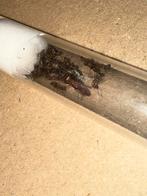 Camponotus nicobarensis mieren kolonie 20w, Dieren en Toebehoren