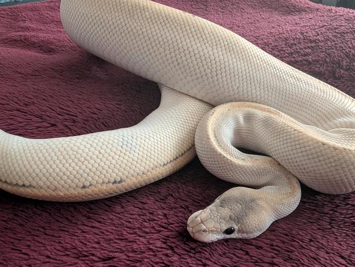 Koningspython - Regius - Pastel Black Head Champagne Hypo