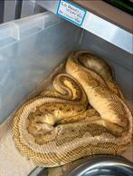 1.0 Pastel Lesser Pinstripe DH Clown pied 2020, Slang