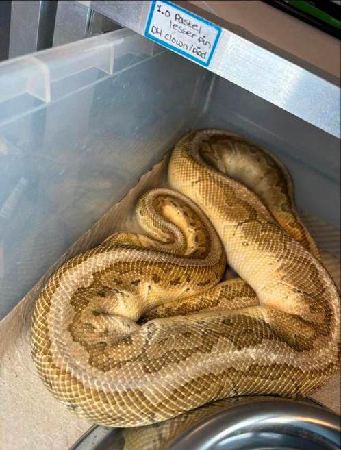 1.0 Pastel Lesser Pinstripe DH Clown pied 2020, Dieren en Toebehoren, Reptielen en Amfibieën, Slang