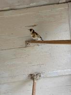 Majoor putter, Dieren en Toebehoren, Vogels | Overige Vogels, Mannelijk, Wildzangvogel