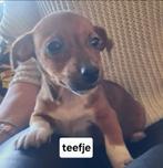 Jack Russel pups, Dieren en Toebehoren, Honden | Jack Russells en Terriërs, Parvo, Jack Russell Terriër, 8 tot 15 weken, Meerdere