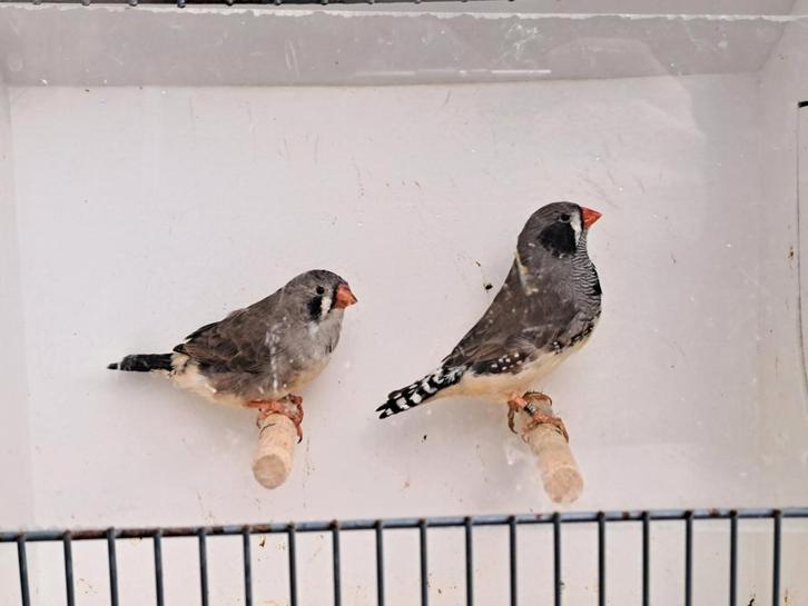 Koppel zebravinken zwartwang grijs., Dieren en Toebehoren, Vogels | Overige Vogels, Tropenvogel, Meerdere dieren, Geringd