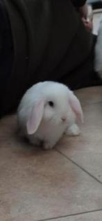 3 Dwerg hangoor  Pool blauwoog, Dieren en Toebehoren, Konijnen, Mannelijk, Dwerg, Hangoor, 0 tot 2 jaar