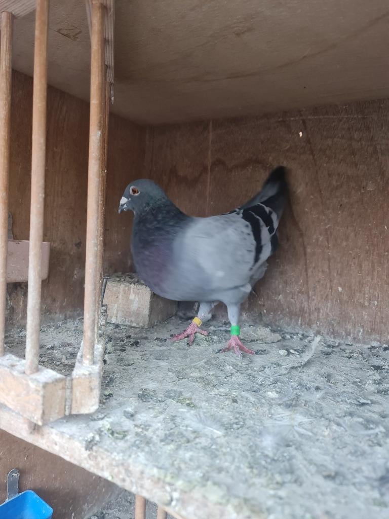 Postduiven, Meerdere dieren, Postduif