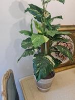 90 cm hoge kunstplant in vintage bloempot foto 1 t/m 6, Belle Vieille Brocante, Ophalen of Verzenden, Zo goed als nieuw, Jolandamonsieurs@gmail.com