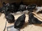 4 zwarte brahmas hennen ACTIE, Vrouwelijk, Kip