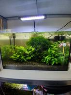 Complete aquarium., Dieren en Toebehoren, Vissen | Aquaria en Toebehoren, Ophalen, Zo goed als nieuw, Gevuld zoetwateraquarium
