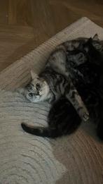 Kitten te koop, Britse korthaar, Poes, Ontwormd