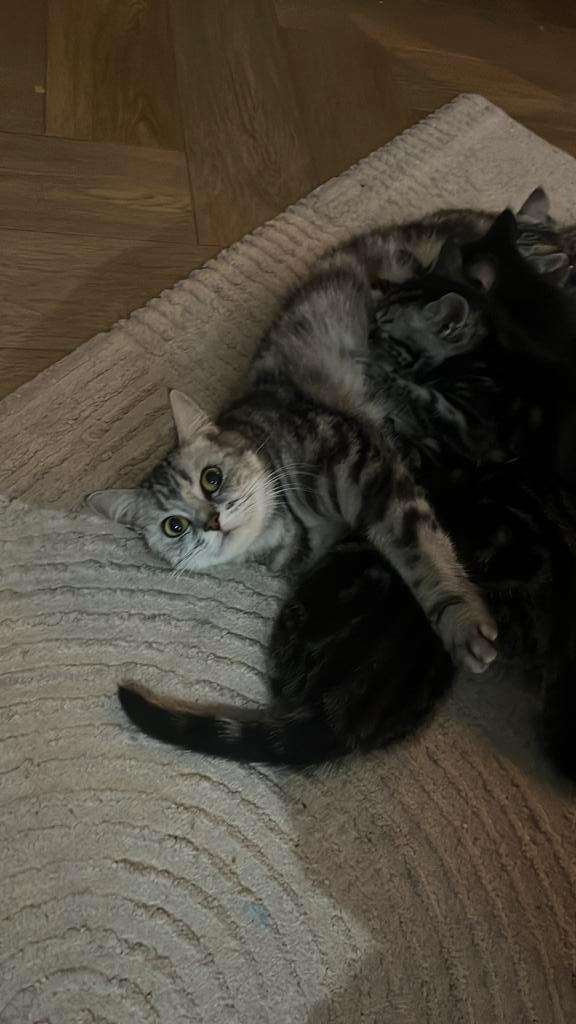 Kitten te koop, Britse korthaar, Dieren en Toebehoren, Katten en Kittens | Raskatten | Langhaar, Poes, Ontwormd