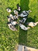 Jonge muskuseenden, Dieren en Toebehoren, Geslacht onbekend, Tropenvogel, Tam