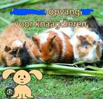 Knaagdieren oppas opvang hamster konijn cavia, Dieren en Toebehoren, Knaagdieren, Mannelijk, Cavia, Na 1 juli 2024