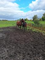 Gastgezin voor 1 of 2 dravers gezocht, Dieren en Toebehoren, Paarden, Gechipt, Niet van toepassing, Hengst, 11 jaar of ouder