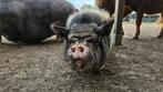 GRATIS! 2 hangbuikzwijnen (zeugen), Dieren en Toebehoren, Schapen, Geiten en Varkens, Vrouwelijk, Varken