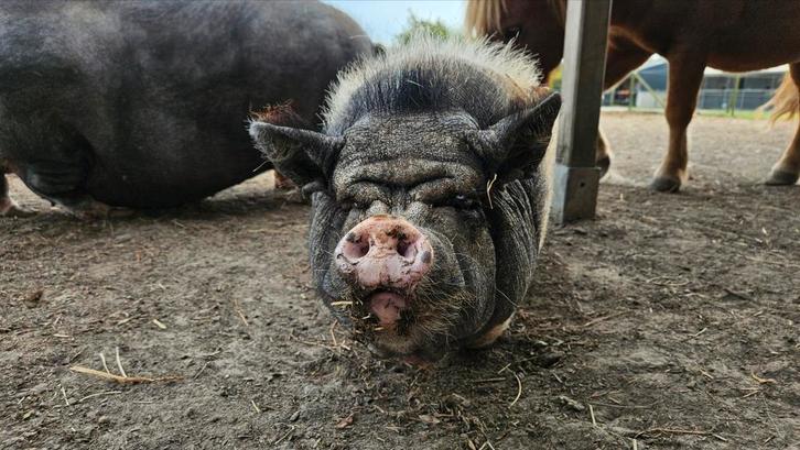 GRATIS! 2 hangbuikzwijnen (zeugen), Dieren en Toebehoren, Schapen, Geiten en Varkens, Varken, Vrouwelijk
